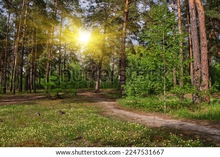 Summer forest. Beautiful landscape with pine forest and dirt road. Ecologically clean place with fresh air.