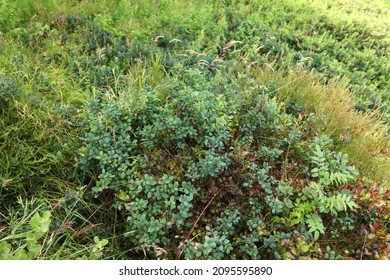 Summer Forest Berries In Norway. Bog Bilberry Or Bog Blueberry (Vaccinium Uliginosum).