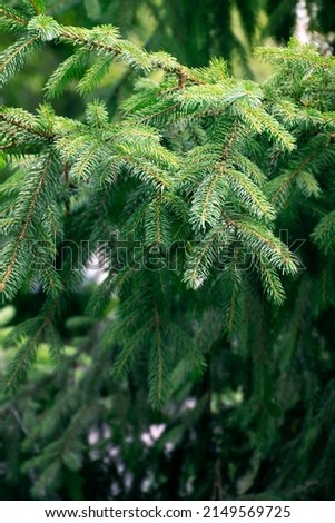 Summer forest landscape in sunny weather - forest trees , soft sunlight. green branches of pine trees . Twig of young fir. fir branch in early spring. Young green twigs.