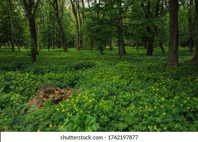 Summer Forest Landscape Yellow Flowers Meadow Tree Stump And A Lot Green Foliage And Plant In June Season Colorful Weather Time 