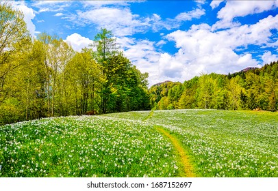 Summer Forest Meadow Landscape. Flower Field On Sunny Background