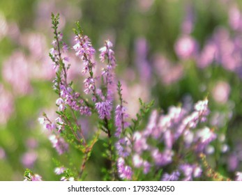  summer forest photos with blur background anf flowers - Shutterstock ID 1793324050