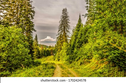 Summer Forest Road Landscape View