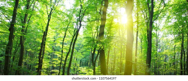 Sommerwald mit Sonnenlicht.