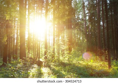 Summer forest in sunset light background. Landscape with green pine trees against sun beams and flares view. - Shutterstock ID 304524713