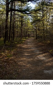 Summer Forest Trail And Path Between Forest Trees In Long Island, NY