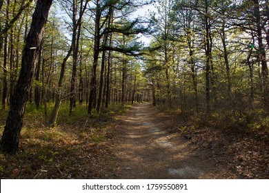 Summer Forest Trail And Path Between Forest Trees In Long Island, NY