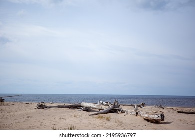 Summer Friday Afternoon At The Beach. A Lot Of Sea-washed Trees On The Shore After A Storm.