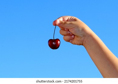 Summer fruit. Child's hand holding a red cherry
