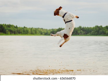 Summer Fun At Beach With Dog Jumping High In Water