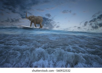 Summer fun, picture of an elephant surfing the waves