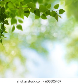 Summer garden, beauty seasonal backgrounds with beech tree and shiny bokeh - Shutterstock ID 605805407