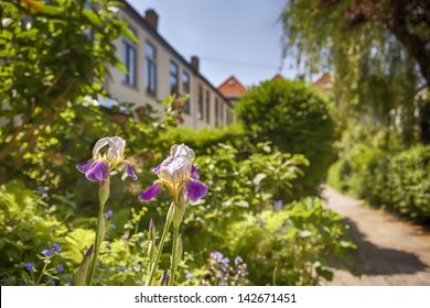 Summer Garden In City Dutch Yard