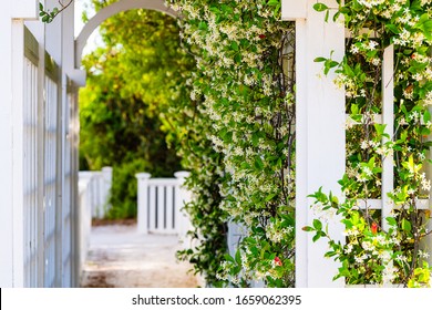 Summer Garden Clematis Vine Plant Flowers Outside Gardening With Tunnel Archway Path
