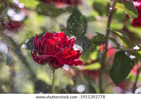 Summer garden. Close-up of roses. Bright red flowers with raindrops. Large flowers and buds on a green background.  