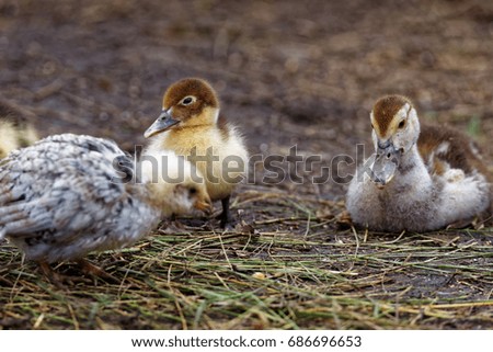 Similar – Gelbes Baby Muskovy Entenküken Cairina moschata