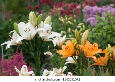 Summer garden flowers lilium