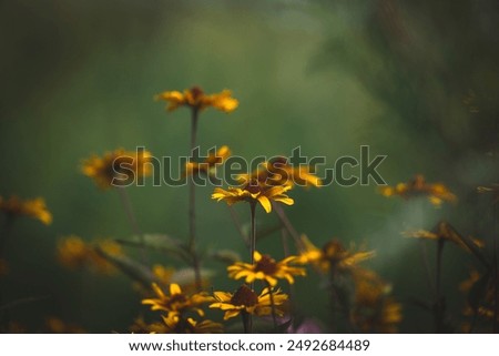 Similar – Yellow wildflowers on a riverbank in the evening light