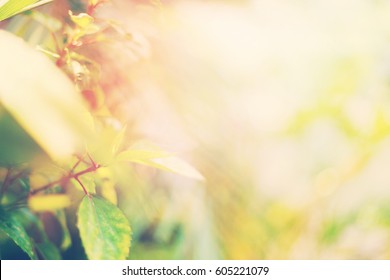 Summer Garden Leaves with Light Boke Blurred Nature Abstract Background Pastel Toned Effect Copy Space