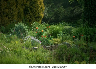 Summer Garden With Nice Plants