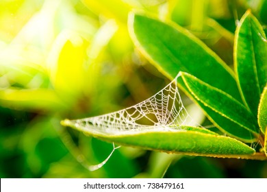 Summer Garden With Spider Web