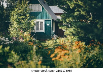 A summer garden for vegetables, fruits, and berries, overgrown with flowers and plants, with a selective focus on a teal wooden dacha cottage surrounded by a forest area with pines and other trees - Shutterstock ID 2161176055