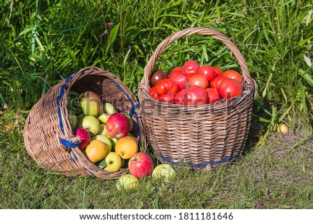 Similar – Foto Bild Mädchen pflückt mit der Hand einen frischen Apfel aus dem Weidenkorb.