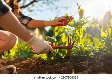 Summer gardening. Woman sitting near the green peas beds and weeding. Close up of hands. Organic agriculture. Sunlight.