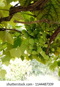 Summer Grapefruit, Nice, France. 