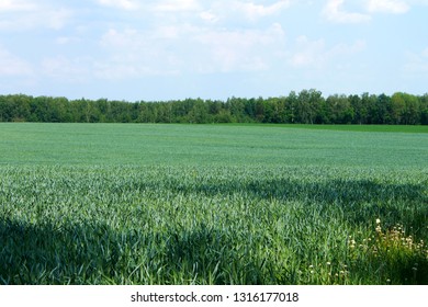 Summer grass fields