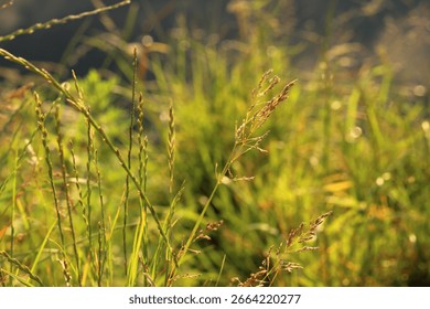 Summer grass in the rays of sunset
