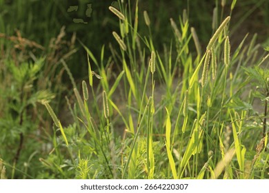 Summer grass in the rays of sunset
