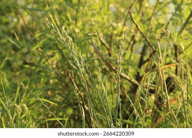 Summer grass in the rays of sunset