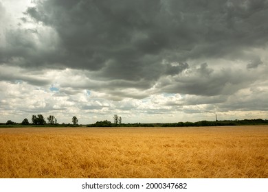 Summer gray clouds over contrasting golden grain, Nowiny, Lubelskie, Poland