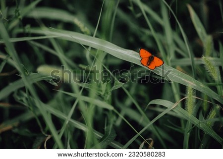 summer green desktop wallpaper. bright beautiful red-orange butterfly Lycaena dispar, sits on a green blade of grass. blurred background, contrast, warm weather. entomology and lepidopterology