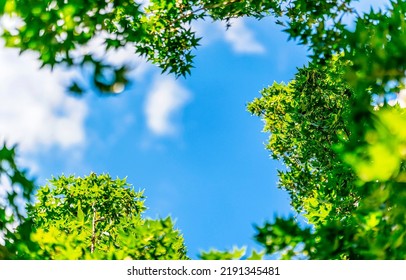 Summer green foliage on a blue sky background. Summer greenery on blue sky. Summer sky. Summer green