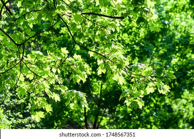 Summer Green Foliage On Sunlight Background