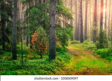 Sommergrüne Waldlandschaft am Morgen bei Sonnenaufgang. Die Sonne leuchtet durch Bäume. Naturwald. Grüne Natur. Bäume und Kiefern im Frühjahrswald