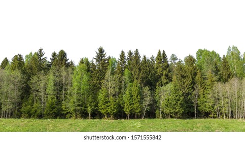 Summer green forest on the horizon with grass is isolated. The edge of a forest with deciduous and coniferous trees, natural background. - Shutterstock ID 1571555842