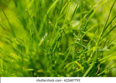 summer green grass  #hellosummer