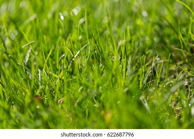 summer green grass  #hellosummer