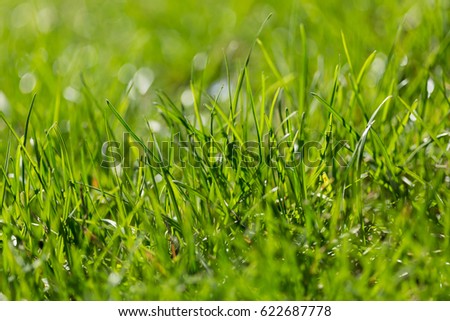 summer green grass  #hellosummer