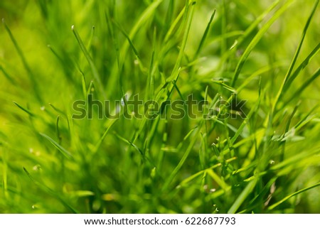 summer green grass  #hellosummer