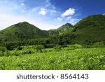 Summer green hills