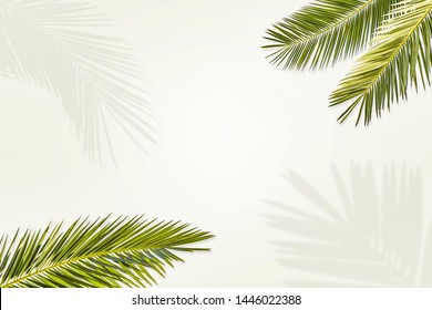 Summer green leaves of coconut palm and shadow. Free space for your decoration and gray background.  - Shutterstock ID 1446022388