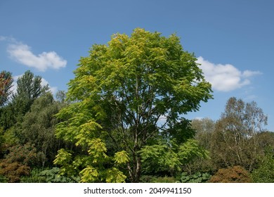 Summer Green Leaves On A Deciduous Red Toon, Chinese Mahogany Or Chinese Cedar Tree (Toona Sinensis) Growing By The Side Of A Lake In A Garden In Rural Devon, England, UK