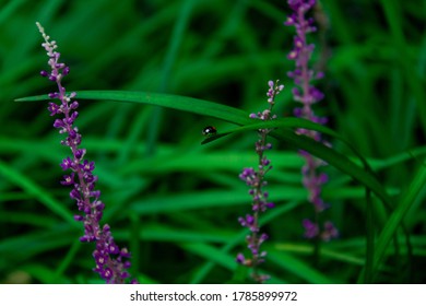 Summer Green, Purple Flowers, Shrinking World, Green Grass, Ladybug In The Grass, Insect, Nature, Outdoors