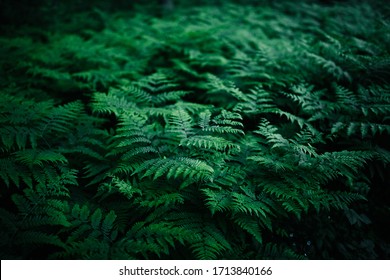 Summer Green Texture Hundreds Of Ferns