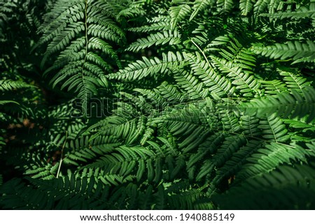 Similar – Image, Stock Photo Green fern background. Patterned green plant background