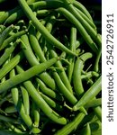 Summer harvest green beans hand picked